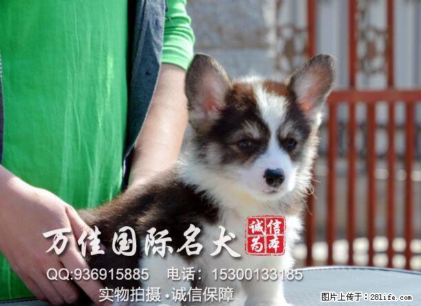 重庆哪里卖纯种柯基犬 - 宠物交易 - 宠物信息 - 桂林分类信息 - 桂林28生活网 www.28life.net