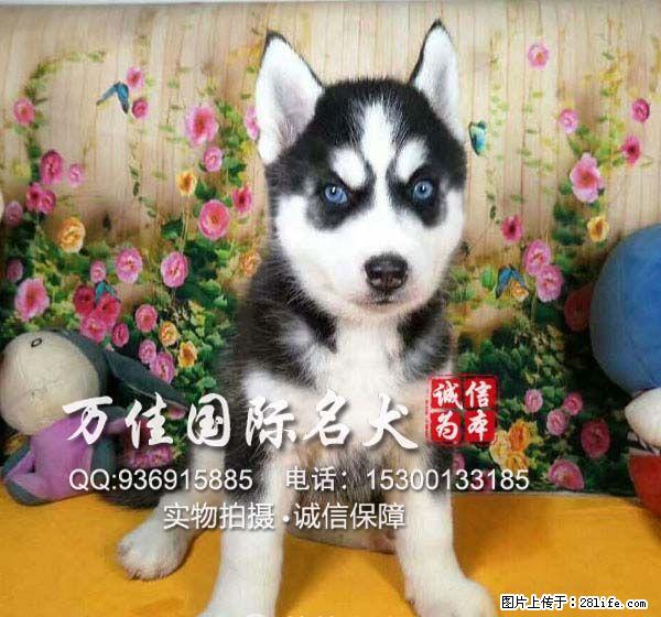 唐山哪里卖纯种哈士奇 - 宠物交易 - 宠物信息 - 桂林分类信息 - 桂林28生活网 www.28life.net