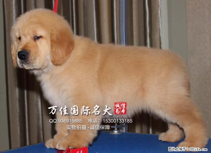 唐山哪里卖纯种金毛犬 - 宠物交易 - 宠物信息 - 桂林分类信息 - 桂林28生活网 www.28life.net