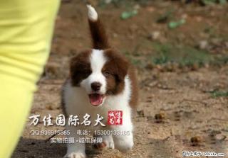 出售纯种大骨架智商高边境牧羊犬出售质保健康 - 桂林28生活网 www.28life.net