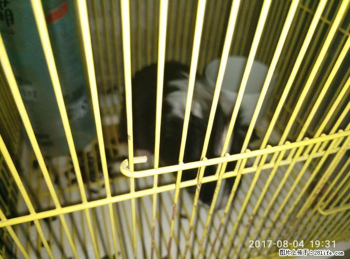 长毛荷兰猪 带笼子五十转让 在花鸟市场四十买的 - 其它 - 宠物信息 - 桂林分类信息 - 桂林28生活网 www.28life.net