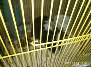 长毛荷兰猪 带笼子五十转让 在花鸟市场四十买的 - 桂林28生活网 www.28life.net