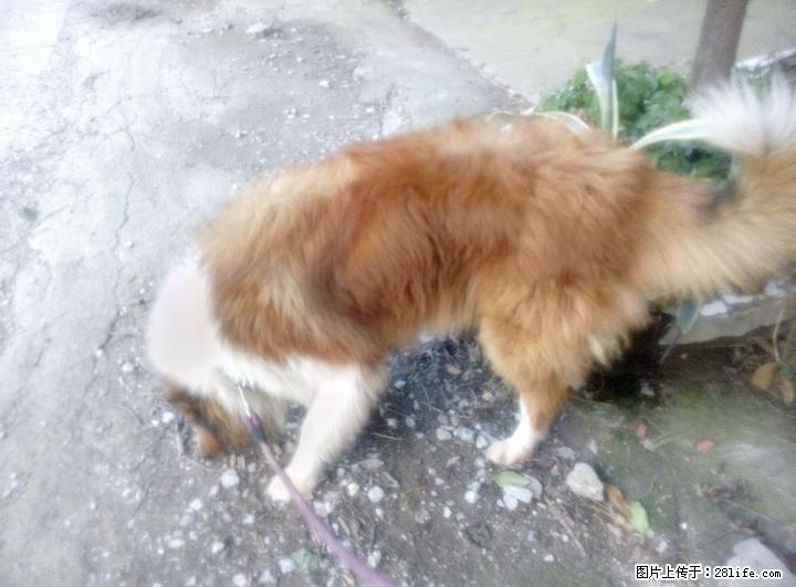 成年大型苏牧犬出售。。。 - 宠物配种及服务 - 宠物信息 - 桂林分类信息 - 桂林28生活网 www.28life.net