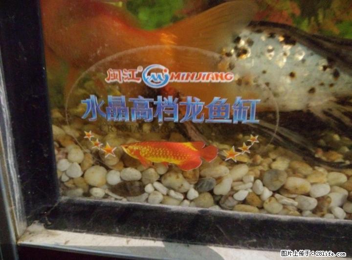 闵江 水晶高档龙鱼缸  278L - 宠物食品 - 宠物信息 - 桂林分类信息 - 桂林28生活网 www.28life.net