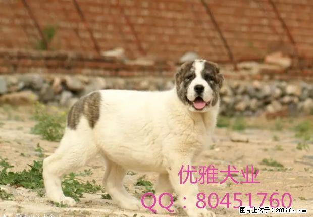 常年出售中亚牧羊犬幼犬打斗血统，结构合理骨架完美。 - 宠物交易 - 宠物信息 - 桂林分类信息 - 桂林28生活网 www.28life.net