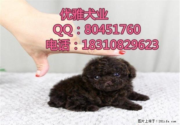 纯种玩具泰迪价格 纯种泰迪幼犬 泰迪好养吗 - 宠物交易 - 宠物信息 - 桂林分类信息 - 桂林28生活网 www.28life.net