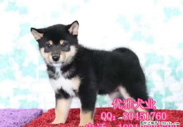日本柴犬 赤红色柴犬 黑柴 纯种赛级 可办血统证 - 宠物交易 - 宠物信息 - 桂林分类信息 - 桂林28生活网 www.28life.net
