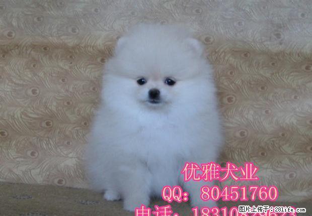 博美 迷你小型博美犬 球体博美宠物狗狗 - 宠物交易 - 宠物信息 - 桂林分类信息 - 桂林28生活网 www.28life.net