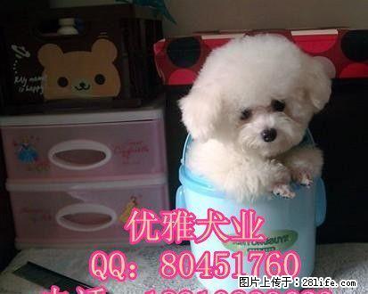 纯种法国比熊犬 纯种比熊幼犬 赛级比熊犬 完美售后 - 宠物交易 - 宠物信息 - 桂林分类信息 - 桂林28生活网 www.28life.net