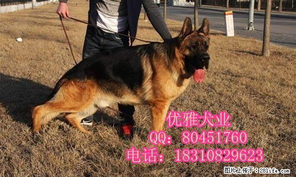 纯种德国牧羊犬 弓背弯腿狼狗 黑背长毛短毛德牧 - 宠物交易 - 宠物信息 - 桂林分类信息 - 桂林28生活网 www.28life.net