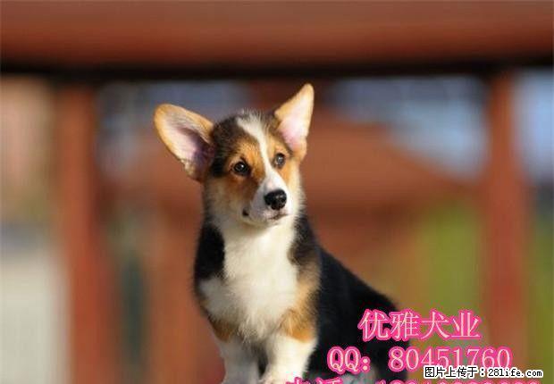 高端精品小短腿、威尔士柯基犬-疫苗齐全-保健康 - 宠物交易 - 宠物信息 - 桂林分类信息 - 桂林28生活网 www.28life.net