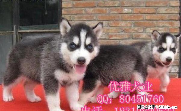 哈士奇 三把火蓝眼哈士奇 西伯利亚雪橇犬 幼犬宠物狗狗 - 宠物交易 - 宠物信息 - 桂林分类信息 - 桂林28生活网 www.28life.net