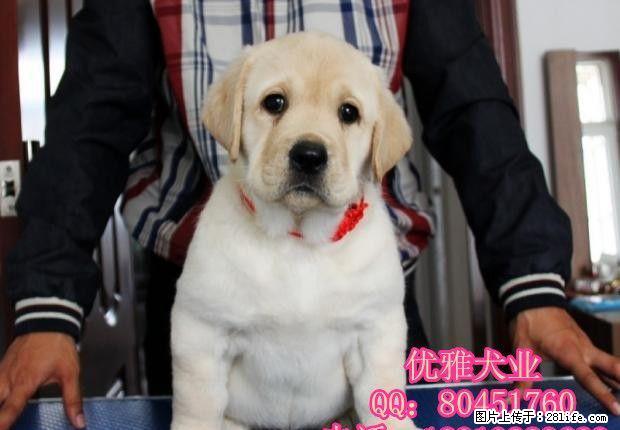 奶油 黑色 赛级拉布拉多犬 纯种拉布拉多犬价格 - 宠物交易 - 宠物信息 - 桂林分类信息 - 桂林28生活网 www.28life.net