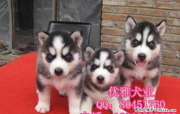 北京哈士奇价格 哈士奇图片 纯种哈士奇出售 - 宠物交易 - 宠物信息 - 桂林分类信息 - 桂林28生活网 www.28life.net