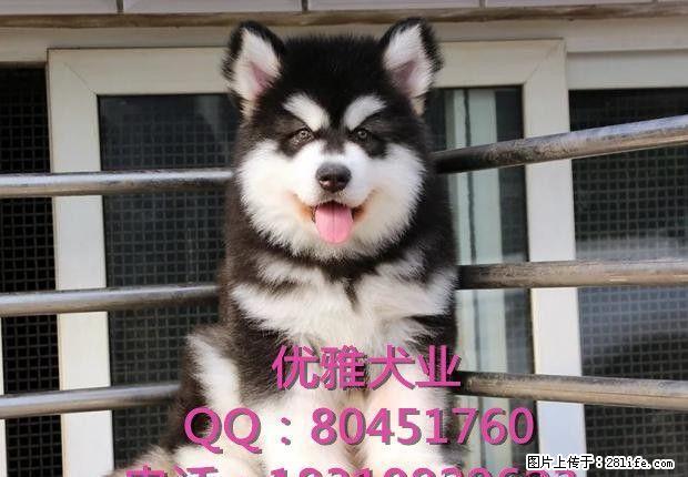 阿拉斯加犬幼犬 酒红色 包健康 包纯种可签协议 - 宠物交易 - 宠物信息 - 桂林分类信息 - 桂林28生活网 www.28life.net