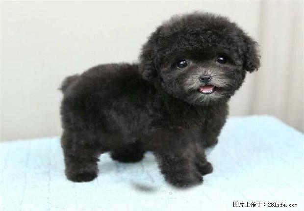 实物拍摄泰迪幼犬，保纯种健康，可见父母 - 宠物交易 - 宠物信息 - 桂林分类信息 - 桂林28生活网 www.28life.net