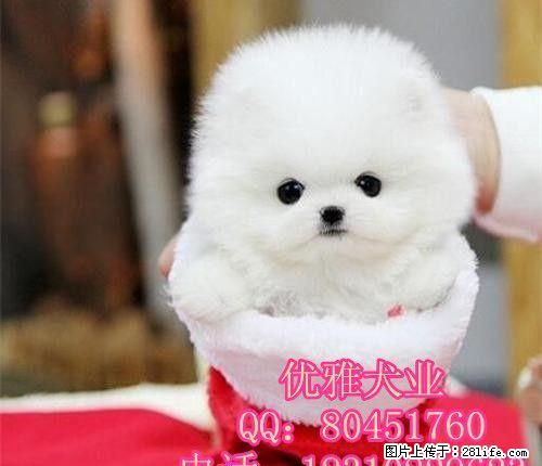 纯种球体博美、可爱小毛球 幼犬出售 - 宠物交易 - 宠物信息 - 桂林分类信息 - 桂林28生活网 www.28life.net