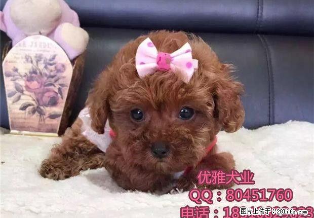 出售泰迪,泰迪幼犬,超小卡哇伊泰迪犬,包纯种签协议 - 宠物交易 - 宠物信息 - 桂林分类信息 - 桂林28生活网 www.28life.net