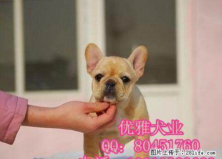 斗牛犬多少钱斗牛犬价格斗牛犬图片 - 宠物交易 - 宠物信息 - 桂林分类信息 - 桂林28生活网 www.28life.net