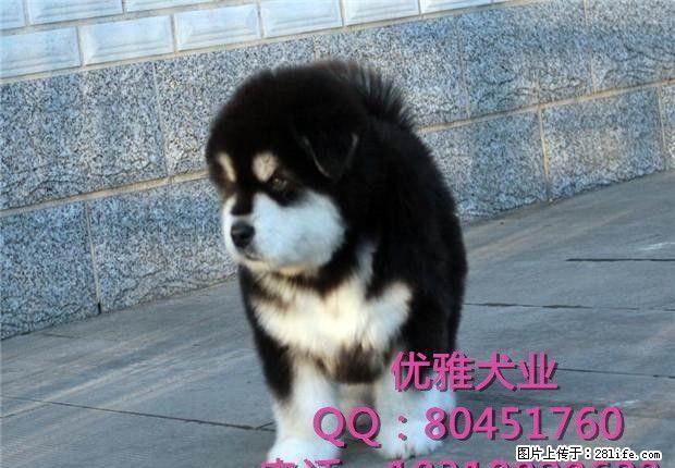 纯种巨型熊版阿拉斯加价格多少 阿拉斯加自家繁殖幼犬 - 宠物交易 - 宠物信息 - 桂林分类信息 - 桂林28生活网 www.28life.net