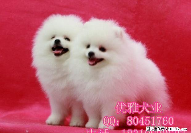 北京哪有博美幼犬出售 哈多利球体博美 - 宠物交易 - 宠物信息 - 桂林分类信息 - 桂林28生活网 www.28life.net