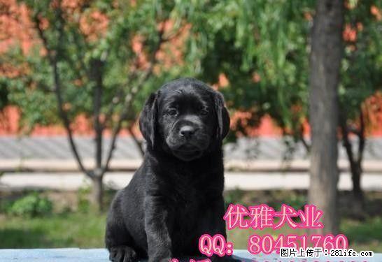 北京黑色拉布拉多价格 哪有纯种拉布拉多出售 - 宠物交易 - 宠物信息 - 桂林分类信息 - 桂林28生活网 www.28life.net