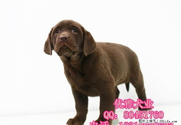 北京纯种拉布拉多犬多少钱 奶白色拉布拉多 签协议 可全国包邮 - 宠物交易 - 宠物信息 - 桂林分类信息 - 桂林28生活网 www.28life.net