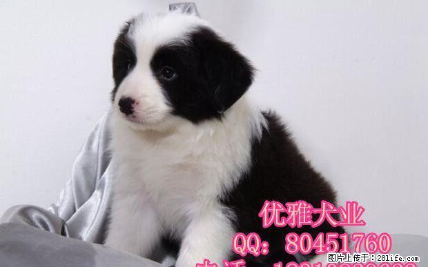 边境牧羊犬 黑白边牧价格 打完疫苗带证书 - 宠物交易 - 宠物信息 - 桂林分类信息 - 桂林28生活网 www.28life.net