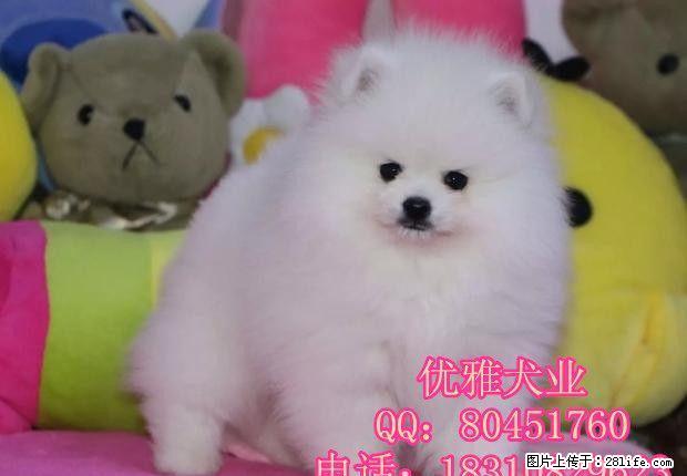 北京哪里出售博美犬 纯种哈多利博美犬价格 博美幼犬 - 宠物交易 - 宠物信息 - 桂林分类信息 - 桂林28生活网 www.28life.net