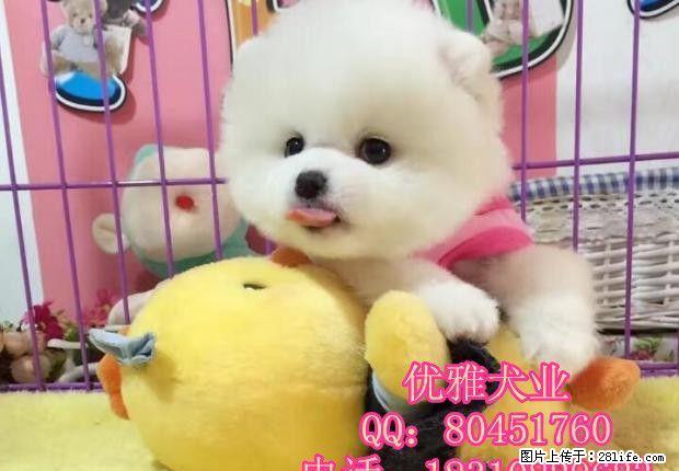 北京哪里有卖博美犬 北京哪里有狗场 博美犬多少钱 - 宠物交易 - 宠物信息 - 桂林分类信息 - 桂林28生活网 www.28life.net