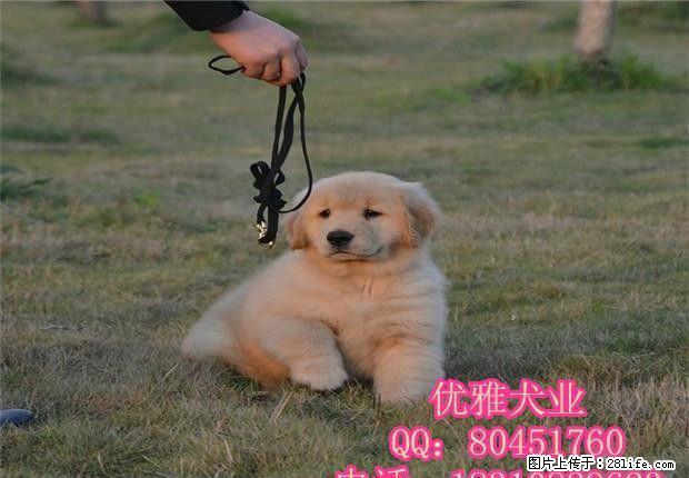 赛级精品金毛宝宝.头大嘴宽多毛量 实体拍摄 质保健康 - 宠物交易 - 宠物信息 - 桂林分类信息 - 桂林28生活网 www.28life.net