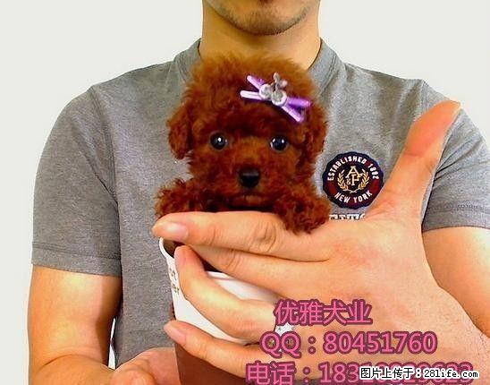 泰迪犬多少钱泰迪犬价格泰迪犬图片 - 宠物交易 - 宠物信息 - 桂林分类信息 - 桂林28生活网 www.28life.net