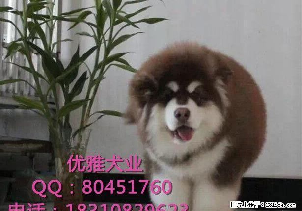 纯种阿拉斯加犬多少钱 北京哪卖阿拉斯加犬 签协议 可送货上门 - 宠物交易 - 宠物信息 - 桂林分类信息 - 桂林28生活网 www.28life.net