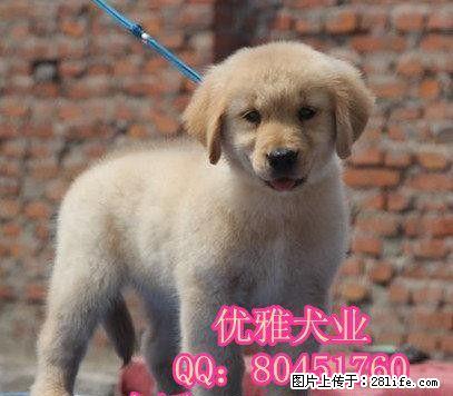 黄金色金毛犬 赛级金毛 打完疫苗带证书芯片 可签协议 - 宠物交易 - 宠物信息 - 桂林分类信息 - 桂林28生活网 www.28life.net
