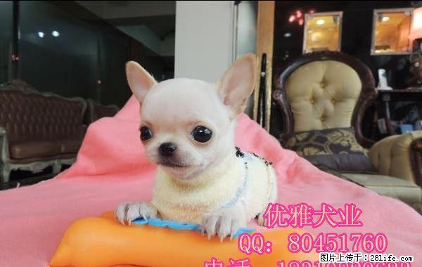 北京哪里出售吉娃娃幼犬便宜 最小的吉娃娃 纯种吉娃娃犬 - 宠物交易 - 宠物信息 - 桂林分类信息 - 桂林28生活网 www.28life.net
