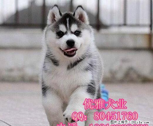 灰色二哈幼犬价格 北京市哪里有大型犬舍 北京哈士奇价格 - 宠物交易 - 宠物信息 - 桂林分类信息 - 桂林28生活网 www.28life.net