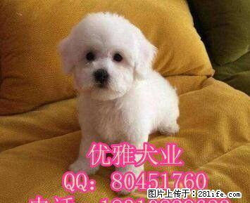 比熊犬 比熊犬舍 比熊犬专业繁育 打完疫苗包纯包健康 - 宠物交易 - 宠物信息 - 桂林分类信息 - 桂林28生活网 www.28life.net