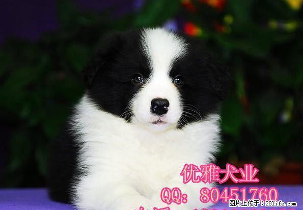 北京边牧 精品边境牧羊犬出售 公母多只可挑选 - 宠物交易 - 宠物信息 - 桂林分类信息 - 桂林28生活网 www.28life.net