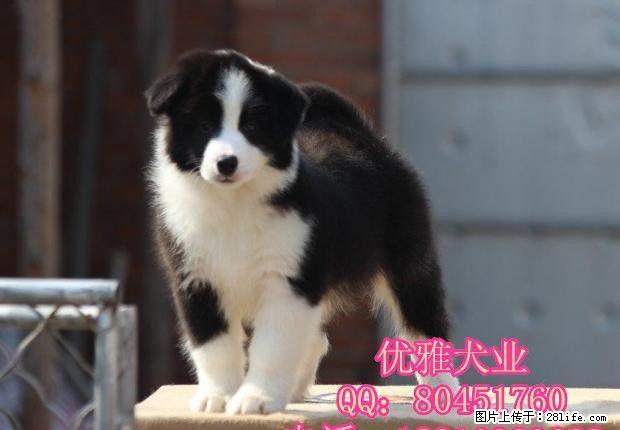北京边牧 精品边境牧羊犬出售 公母多只可挑选 - 宠物交易 - 宠物信息 - 桂林分类信息 - 桂林28生活网 www.28life.net