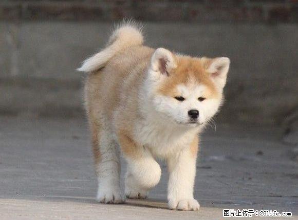 北京秋田日系 美系秋田犬幼崽出售 保纯保健康 - 宠物交易 - 宠物信息 - 桂林分类信息 - 桂林28生活网 www.28life.net