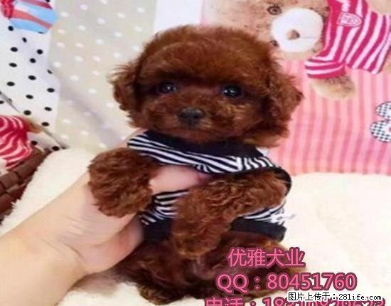 精致的泰迪熊犬-玩具体微小玩具茶杯体-可来家里挑选 - 宠物交易 - 宠物信息 - 桂林分类信息 - 桂林28生活网 www.28life.net