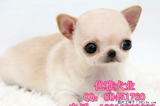 纯种吉娃娃幼犬价格 哪里有繁殖吉娃娃的犬舍 - 宠物交易 - 宠物信息 - 桂林分类信息 - 桂林28生活网 www.28life.net