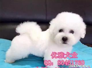 纯种比熊犬价格 北京哪里出售比熊 纯种比熊犬 - 桂林28生活网 www.28life.net