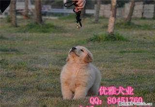 金毛幼犬 纯种赛级金毛 骨架大毛量足 纯种金毛 - 桂林28生活网 www.28life.net