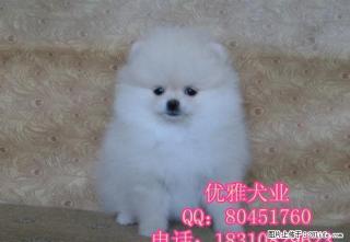 博美 迷你小型博美犬 球体博美宠物狗狗 - 桂林28生活网 www.28life.net