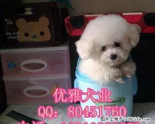 纯种法国比熊犬 纯种比熊幼犬 赛级比熊犬 完美售后 - 桂林28生活网 www.28life.net