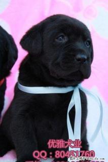出售纯种拉布拉多导盲幼犬, 北京哪里买拉布拉多有保障 - 桂林28生活网 www.28life.net