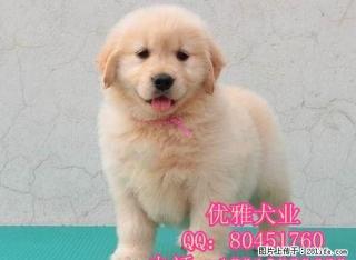 北京朝阳区哪里出售纯种金毛 金毛幼犬多少钱一只 - 桂林28生活网 www.28life.net