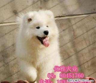 纯种萨摩耶幼犬出售 微笑天使萨摩 品相极佳品质 - 桂林28生活网 www.28life.net