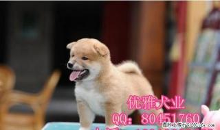 柴犬 日本柴犬 精品赛级双血统纯种日本柴犬 - 桂林28生活网 www.28life.net